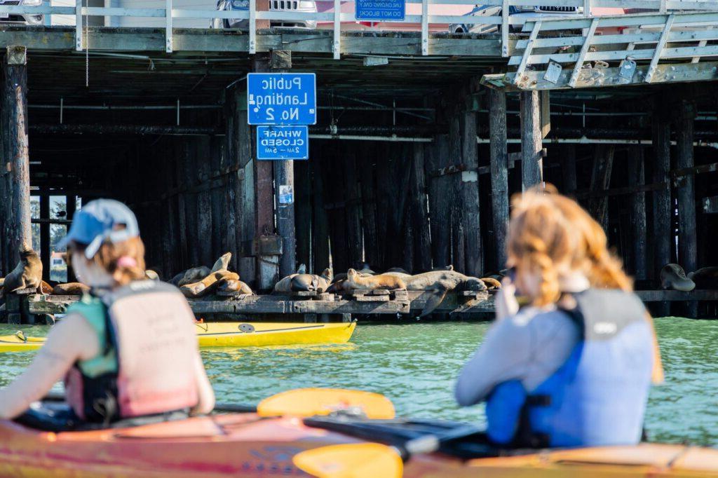 Students on kayaks observing sea lions lounging on the doc.