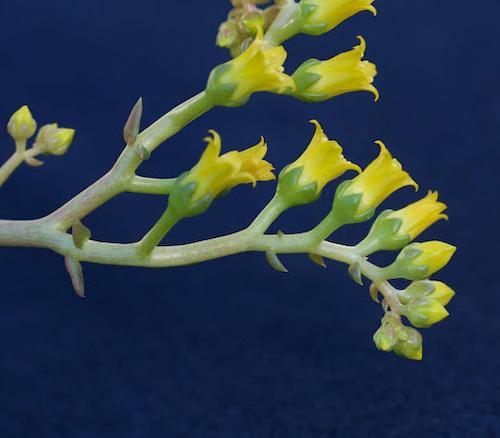 Dudleya chasmophyta flowers. (Photo by Stephen McCabe)